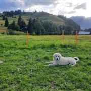 Aux Ormonts, un éleveur de patous forme des bénévoles à surveiller des moutons gardés par des chiens 